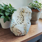 "Do Not Fear" Natural Shell | Black & White Seahorse Art