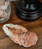 The "First Love" Mountain Shell