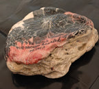 3D Floral Scripture Shell – "He Heals the Broken-hearted" – Hand-Decorated Black & Pink Art